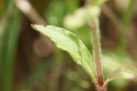 Silene latifolia