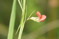 Lathyrus sphaericus
