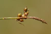 Carex liparocarpos