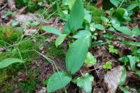 Convallaria majalis