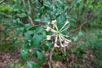 Lonicera periclymenum