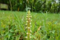 Orchis anthropophora