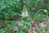 Phyteuma spicatum