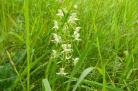 Platanthera chlorantha