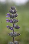 Salvia verbenaca