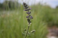 Salvia verbenaca