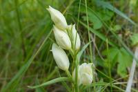 Cephalanthera damasonium