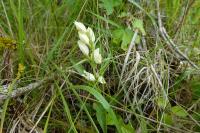 Cephalanthera damasonium