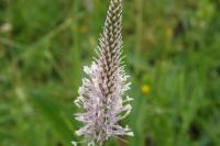 Plantago media