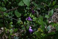 Cephalanthera rubra
