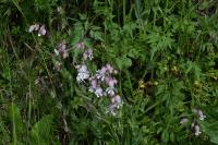 Silene vulgaris
