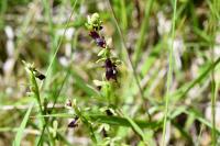 Ophrys insectifera
