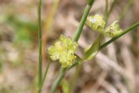 Valerianella dentata