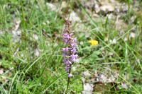 Gymnadenia conopsea