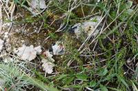 Fumana procumbens