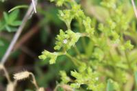Valerianella eriocarpa