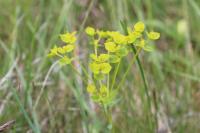Euphorbia seguieriana