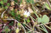 Cerastium pumilum