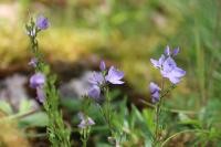Veronica saturejifolia