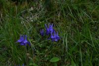 Aquilegia vulgaris