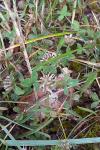 Trifolium glomeratum