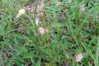 Anthyllis vulneraria