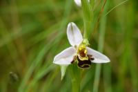 Ophrys apifera