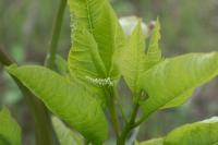 Phytolacca