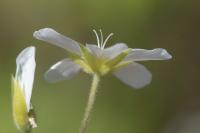 Arenaria montana