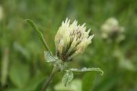 Trifolium ochroleucon
