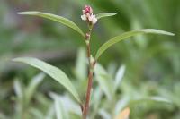 Persicaria dubia