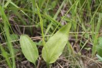 Ophioglossum vulgatum