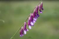 Vicia tenuifolia