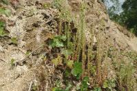 Petrosedum forsterianum