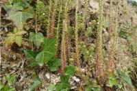Petrosedum forsterianum