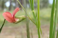 Lathyrus sphaericus