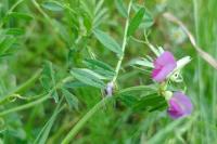 Vicia sativa