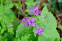 Lunaria annua