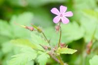 Geranium robertianum