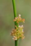 Juncus effusus