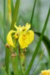 Iris pseudacorus