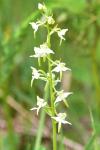 Platanthera chlorantha