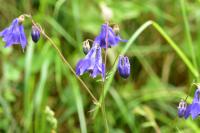 Aquilegia vulgaris
