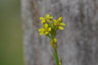 Sisymbrium officinale