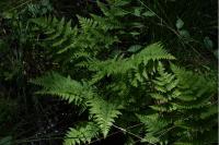 Dryopteris carthusiana