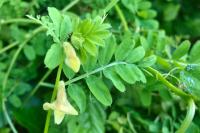 Vicia hybrida