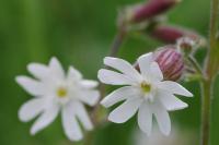Silene latifolia