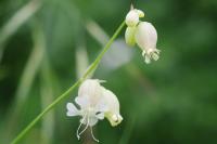 Silene vulgaris