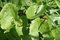 Caltha palustris