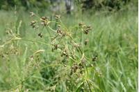Scirpus sylvaticus